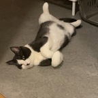 Download blackpuma18 OnlyFans content for free 

 profile picture