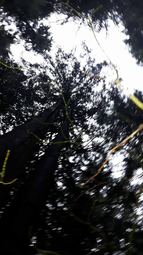 Header of bttmboiqtpie