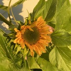 Download chubbsxo OnlyFans videos and photos for free 

 profile picture