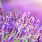 Onlyfans leaks cute-cumslut 

 profile picture