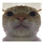 Onlyfans leaked golabek 

 profile picture