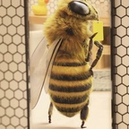 Hornet’s Honey🍯🐝 (@hornetshoney) Leaks OnlyFans 

 profile picture