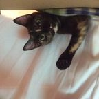 katthecatlady OnlyFans Leaks 

 profile picture