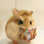 kazukinya (Kazuki) free OnlyFans Leaked Pictures & Videos 

 profile picture