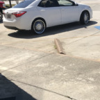 longblack (Dl Nigga go getter) free OnlyFans Leaked Content 

 profile picture