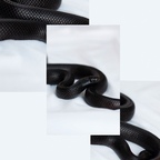 lookingforagooddad OnlyFans Leaks 

 profile picture