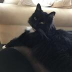 Download mittens OnlyFans leaks for free 

 profile picture