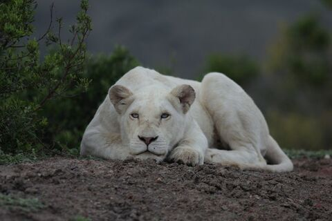 Header of primal.lioness.nikki