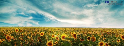 Header of sexy_sunflower521