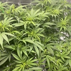 Download stonersexxx420 OnlyFans content for free 

 profile picture