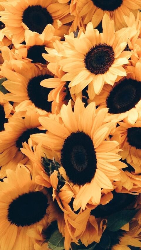 Header of sunflower.27