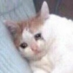 yummyniki OnlyFans Leaked 

 profile picture